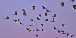 Week-end nature sauvage au lac du Der : suivez les oiseaux migrateurs